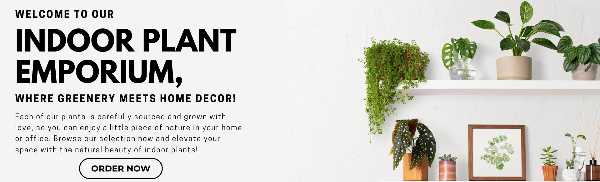 "Transform Your Space with Jenn Online: Discover a Wide Selection of Indoor Plants for Sale!